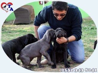 Tayfun Acar | Yavru Köpek Üretim ve Satış Merkezi