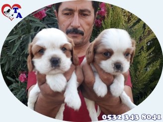 Tayfun Acar | Yavru Köpek Üretim ve Satış Merkezi