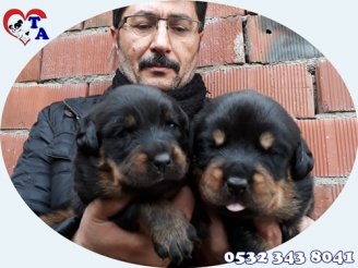 Tayfun Acar | Yavru Köpek Üretim ve Satış Merkezi