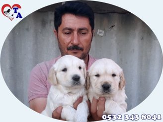 Tayfun Acar | Yavru Köpek Üretim ve Satış Merkezi