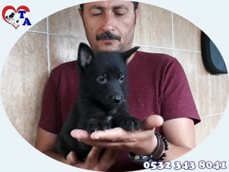 Tayfun Acar | Yavru Köpek Üretim ve Satış Merkezi