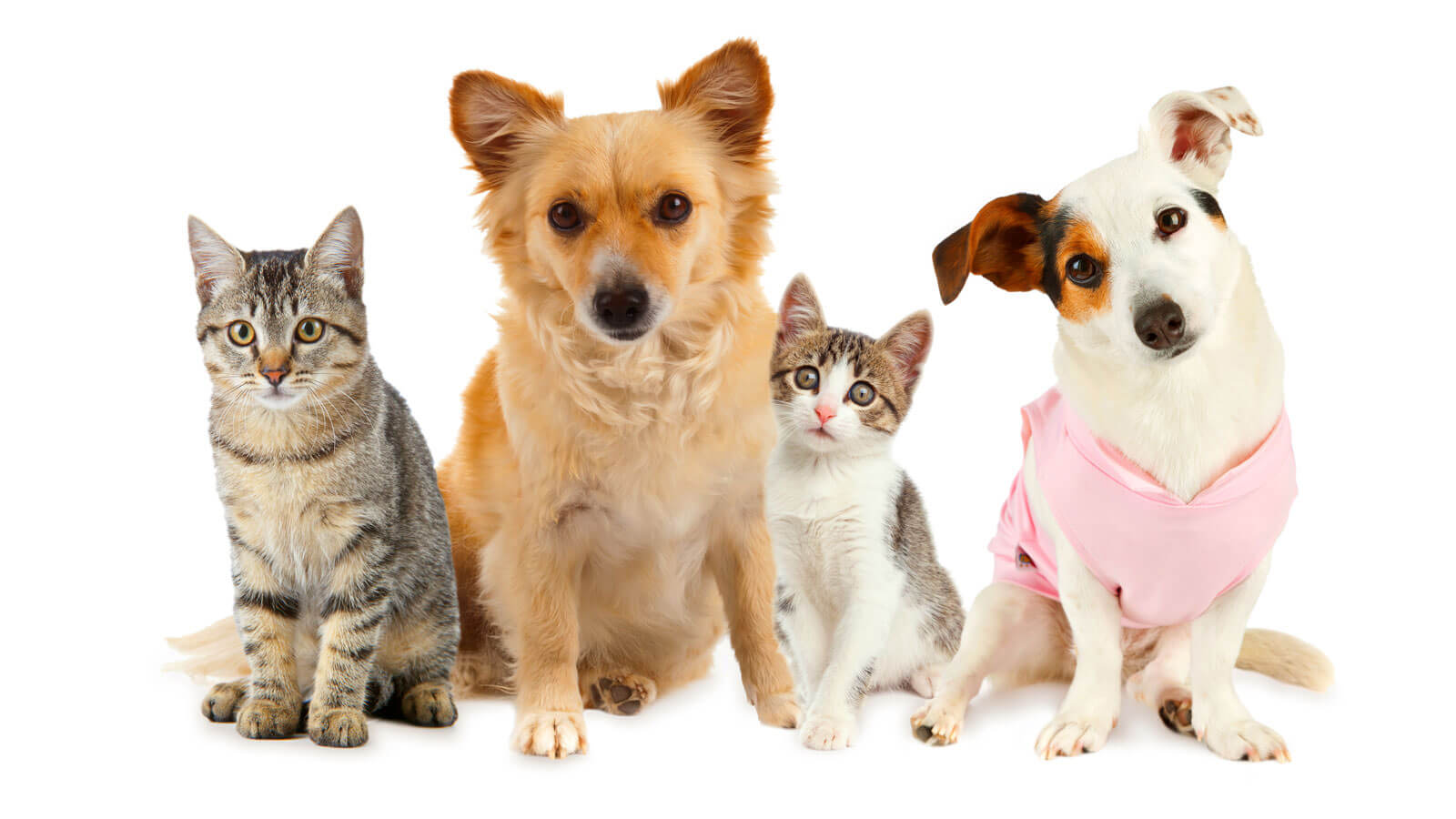 Evcil Hayvan Malzemeleri - Pet Shoplar