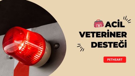 Petheart Acil Veteriner Kliniği