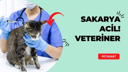 Petheart Acil Veteriner Kliniği