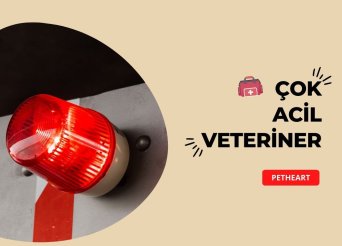 Petheart Acil Veteriner Kliniği