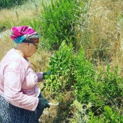 Akhisar Lokman Hekim | Andız Otu Çayı